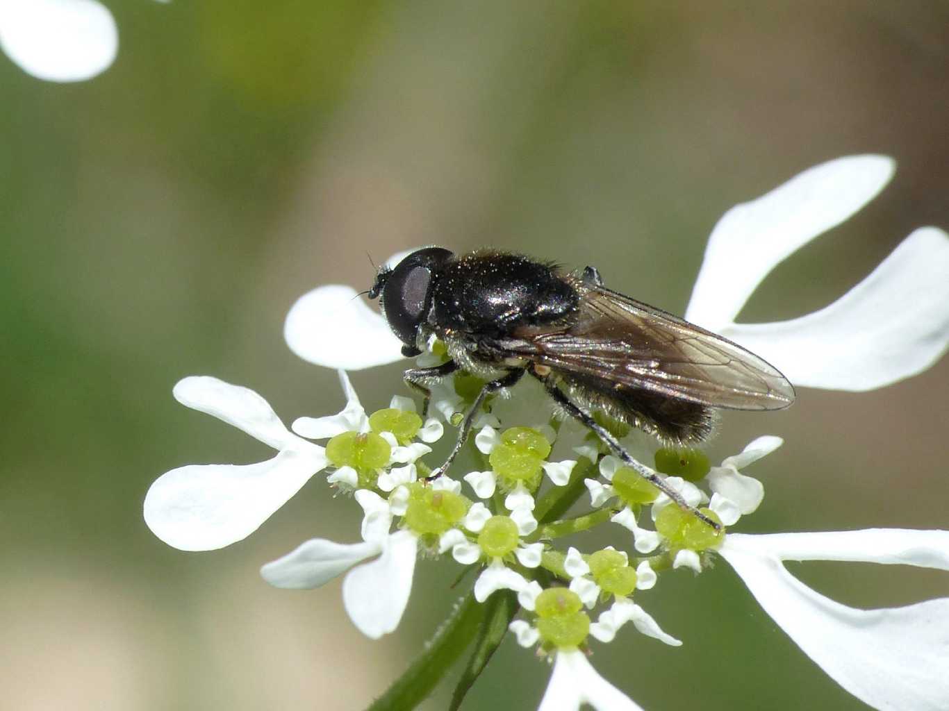 Sirphidae nero: Cheilosia sp. (femmina e maschio)